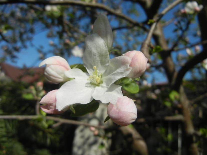 Apple Blossom (2017, April 13) - Apple Tree_Mar Summer Red