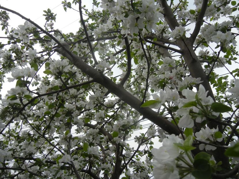 Apple Blossom (2017, April 15) - Apple Tree_Mar Summer Red