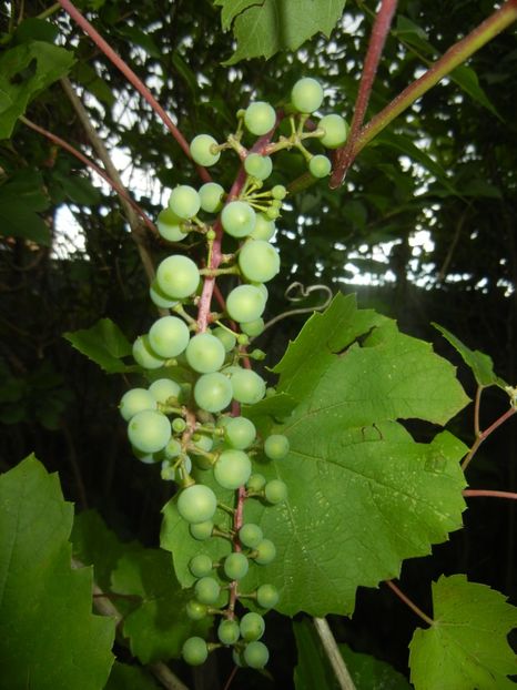 Grapes (2017, July 04) - Grapes_Struguri