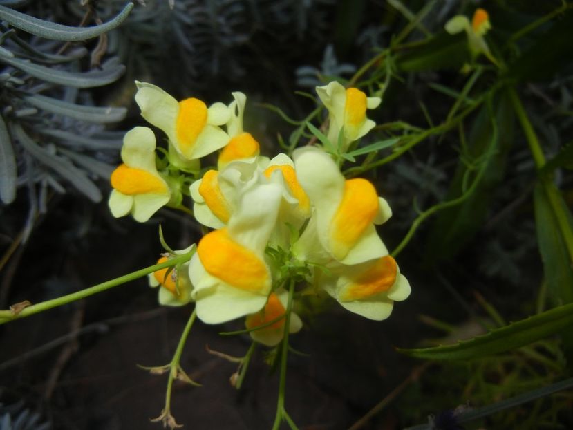 Linaria vulgaris (2017, Oct.18) - Linaria vulgaris