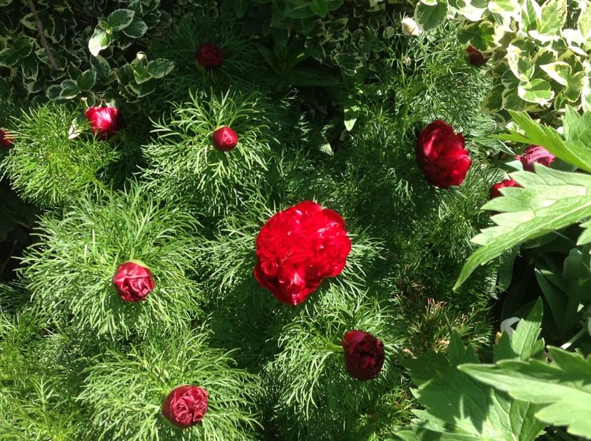  - Bujori de Stepa paeonia tenuifolia rubra plena