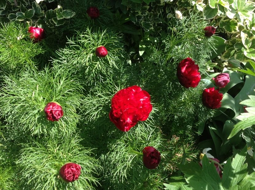  - Bujori de Stepa paeonia tenuifolia rubra plena