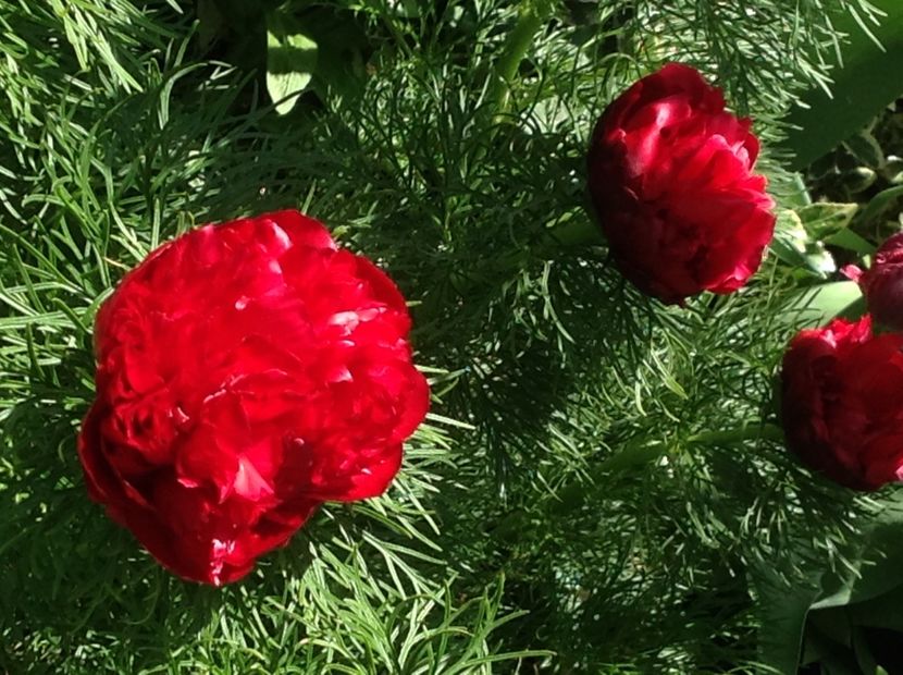  - Bujori de Stepa paeonia tenuifolia rubra plena