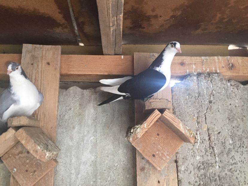 B1D05605-6E0E-4863-BC97-64E63C5E2B6D - jucatori si cazatori