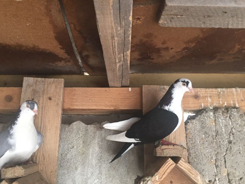 16E1580C-B0D8-40A7-B3AD-6FF5C0C076CB - jucatori si cazatori