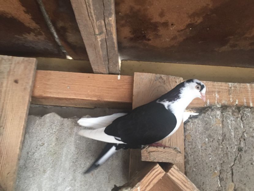 2A8C92C6-F6FE-4391-A243-ED3BA9D0FCEA - jucatori si cazatori