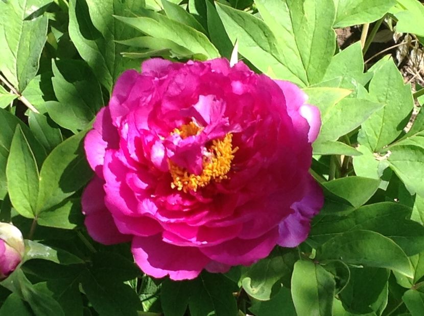  - Bujori 2018 Paeonia Suffruticosa Purple