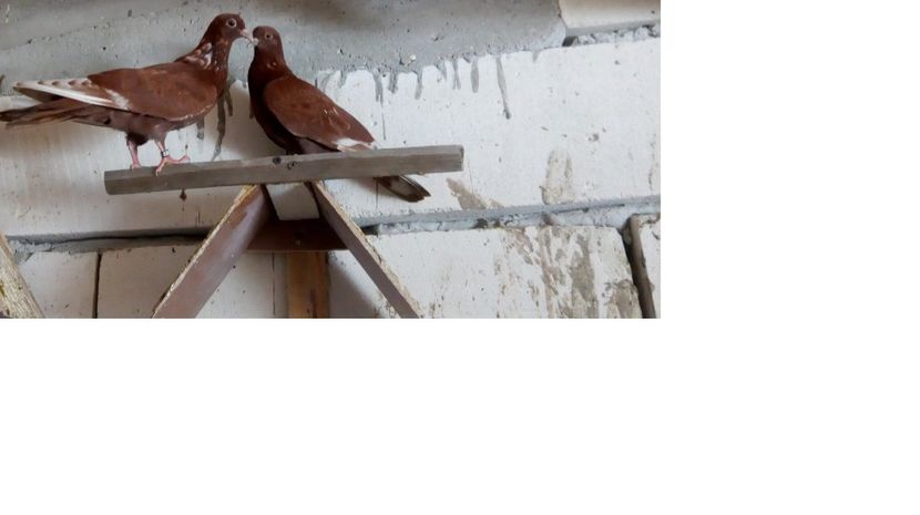 rosii de targoviste - de prin voliera