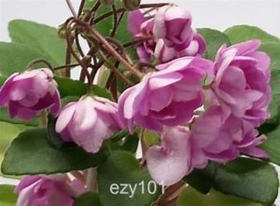 kissaway trail - VIOLETE IN COLECTIEpoze net----