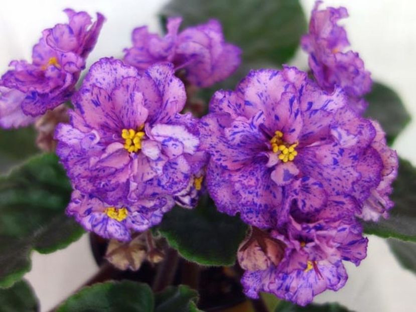 la kleopatra - VIOLETE IN COLECTIEpoze net----