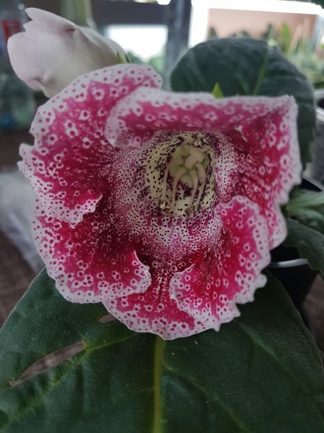  - gloxinia 2018