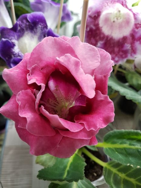 19  -4 - gloxinia 2018