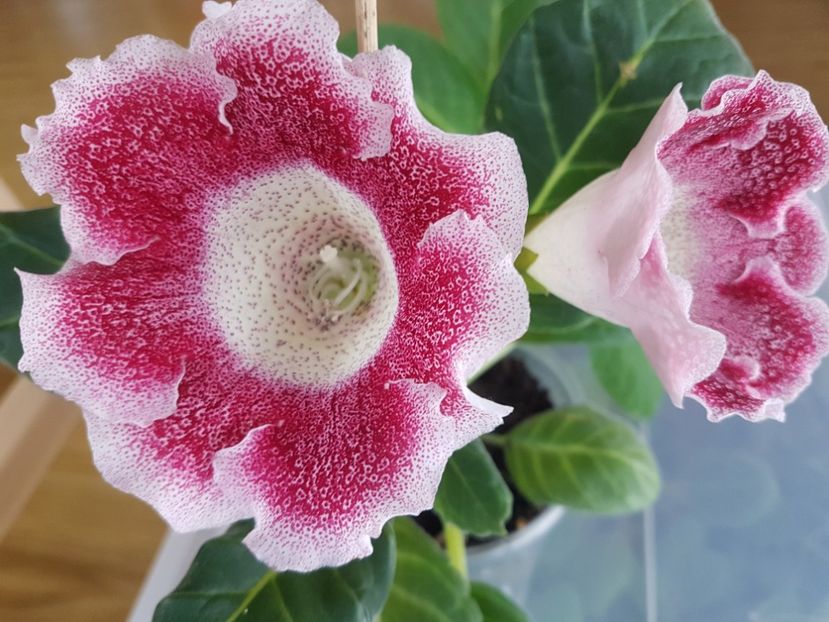  - gloxinia 2018
