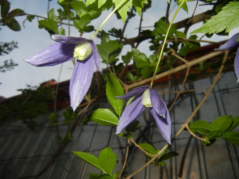 Clematis Pamela Jackman (2018, Apr.19) - Clematis Pamela Jackman