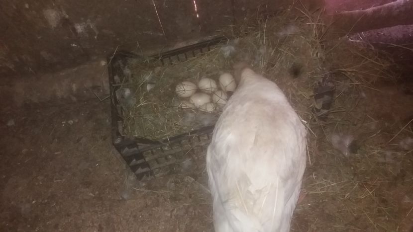 isi pazeste ouale ca pe ochii din cap - 01 - Matca pentru 2018