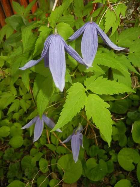 Clematis Pamela Jackman (2018, Apr.21) - Clematis Pamela Jackman