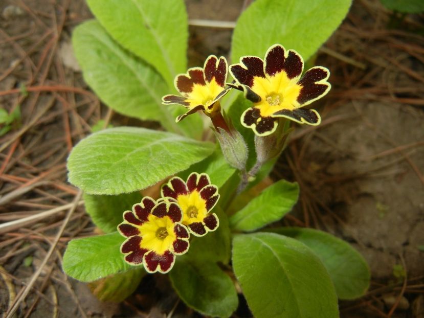 Primula elatior Gold Lace (2018, Apr.17) - PRIMULA Elatior Gold Lace