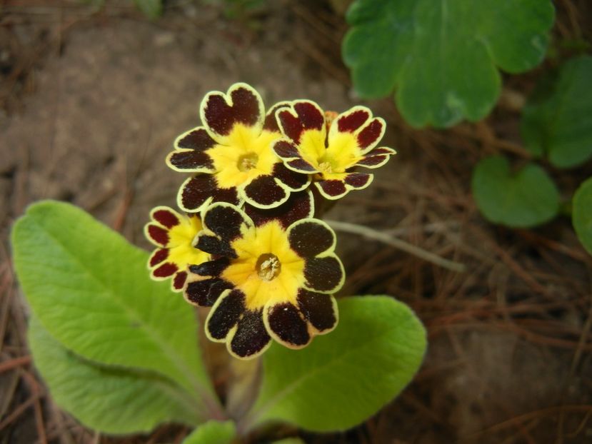 Primula elatior Gold Lace (2018, Apr.17) - PRIMULA Elatior Gold Lace