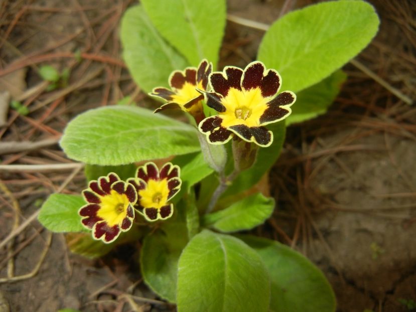 Primula elatior Gold Lace (2018, Apr.17) - PRIMULA Elatior Gold Lace