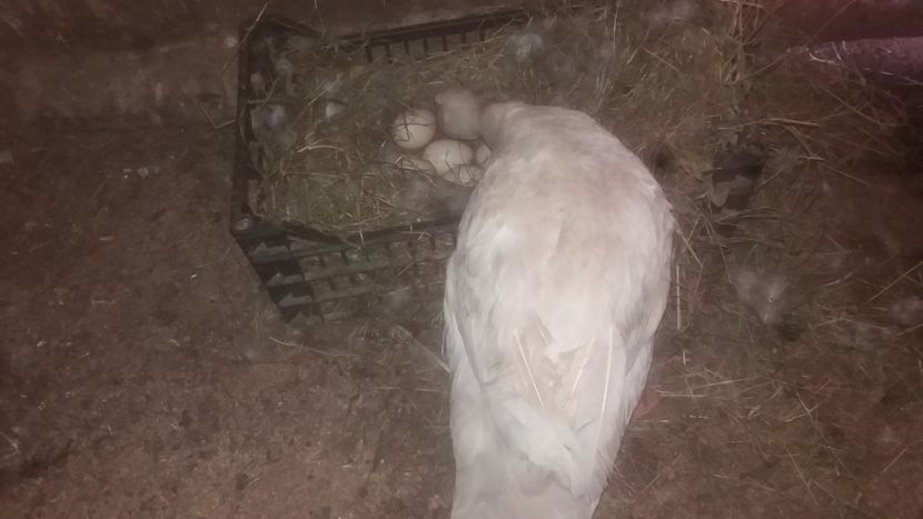 Isi aseaza ouale. - 001 Prima cloşca