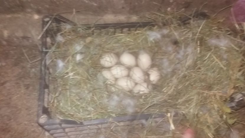 cuibul ei ;) - 001 Prima cloşca