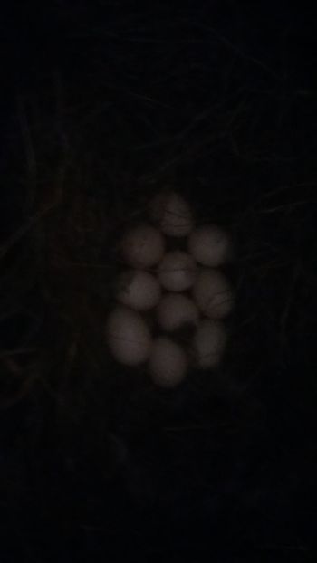 pe intuneric.. - 001 Prima cloşca