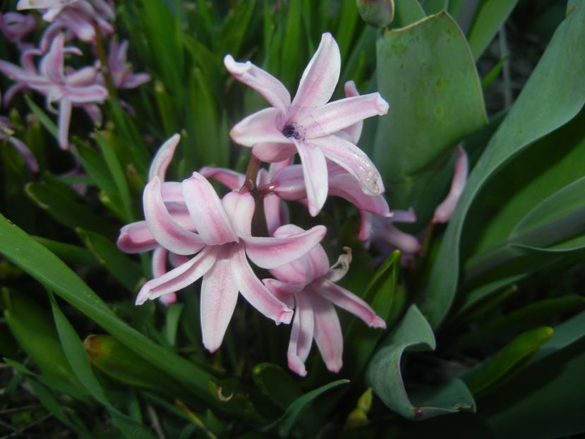 2017, April 02 - ZAMBILE_Hyacinths