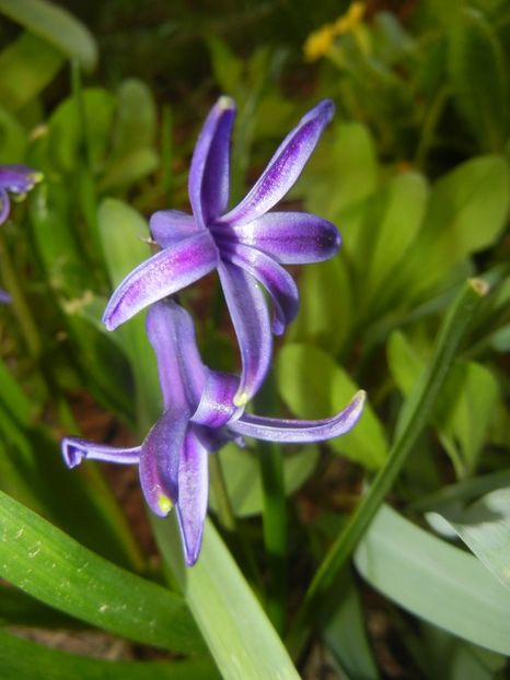 2017, April 02 - ZAMBILE_Hyacinths