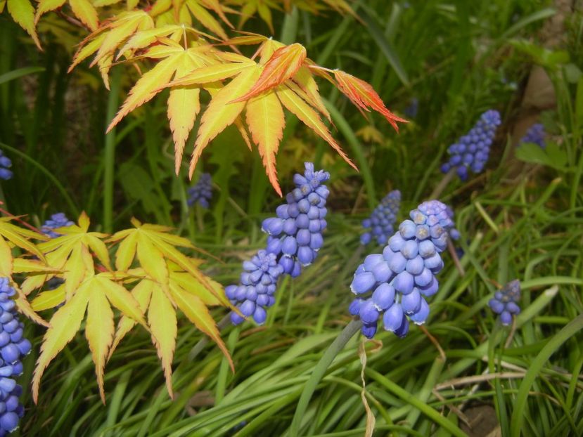 2017, April 05 - 04 Garden in April