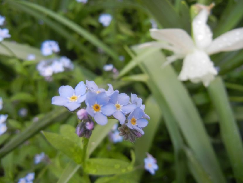 2018, April 13 - 04 Garden in April