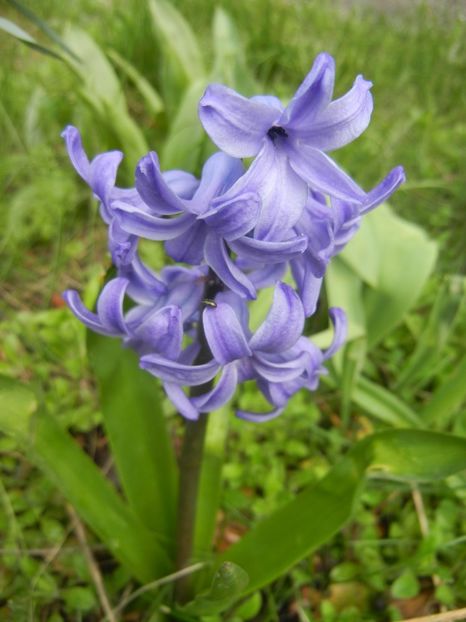 2018, April 06 - ZAMBILE_Hyacinths