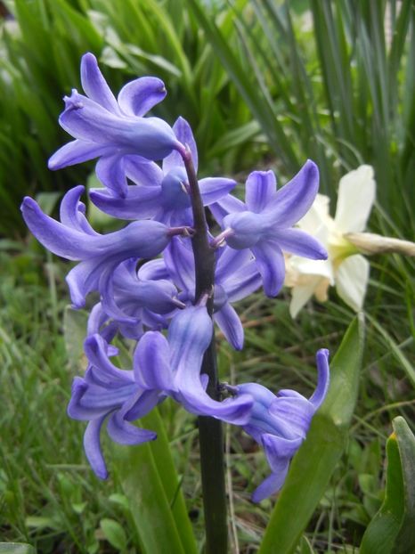 2018, April 06 - ZAMBILE_Hyacinths