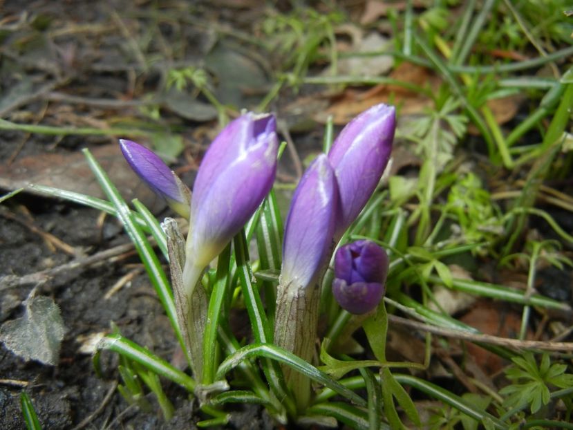 Crocus tommasinianus (2018, March 09) - CROCUS Tommasinianus