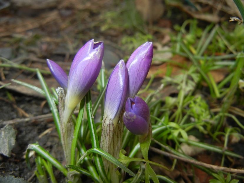 Crocus tommasinianus (2018, March 09) - CROCUS Tommasinianus