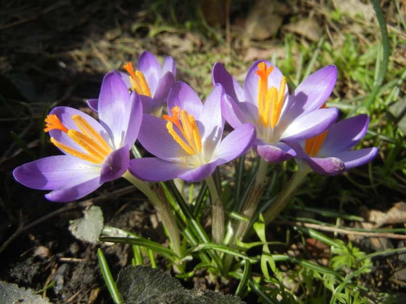 Crocus tommasinianus (2018, March 10) - CROCUS Tommasinianus