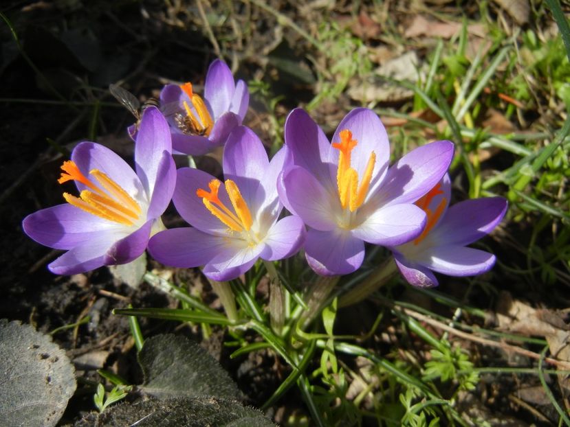 Crocus tommasinianus (2018, March 10) - CROCUS Tommasinianus