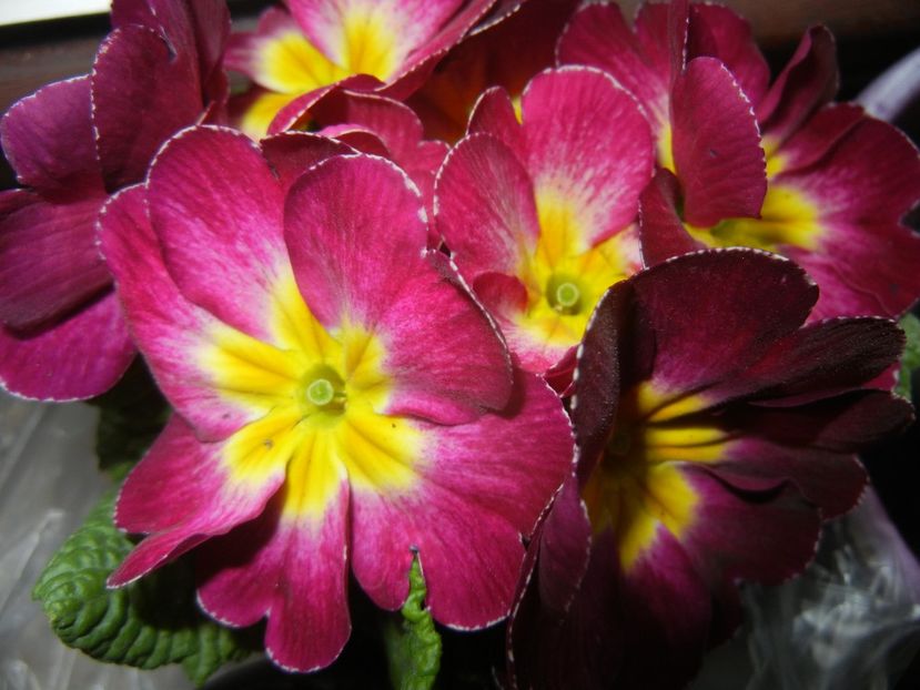 Primula (2018, February 14) - PRIMULA Acaulis