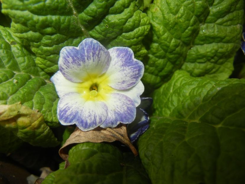 Primula (2018, April 06) - PRIMULA Acaulis