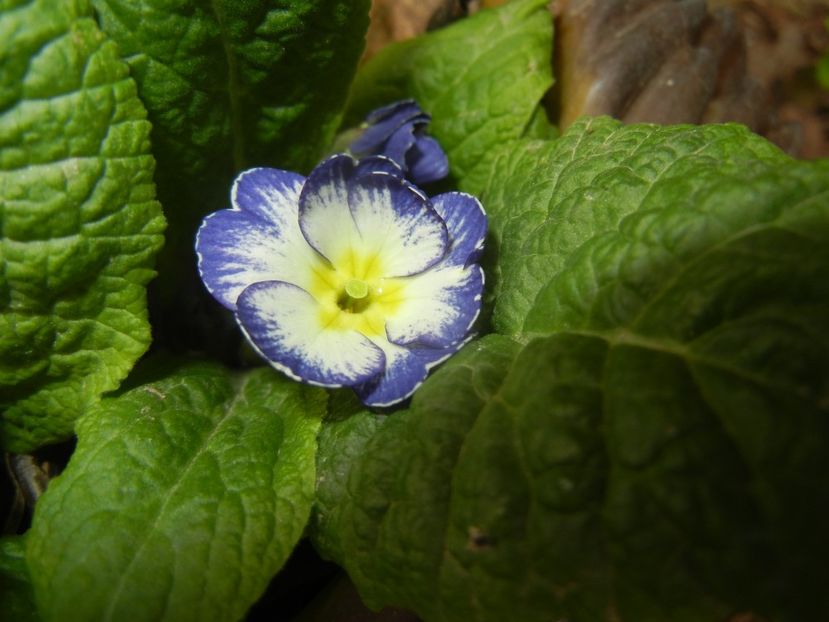 Primula (2018, April 06) - PRIMULA Acaulis