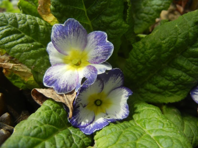 Primula (2018, April 07) - PRIMULA Acaulis