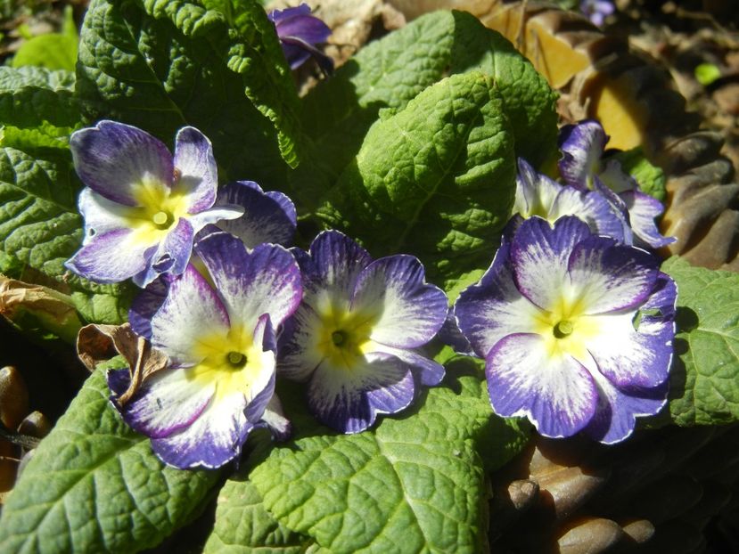 Primula (2018, April 09) - PRIMULA Acaulis