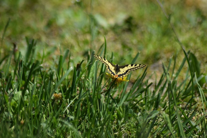  - Fluturi     flori    si alte insecte