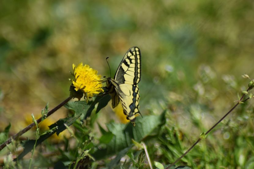  - Fluturi     flori    si alte insecte