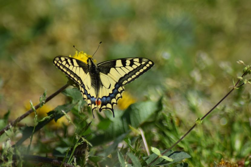  - Fluturi     flori    si alte insecte