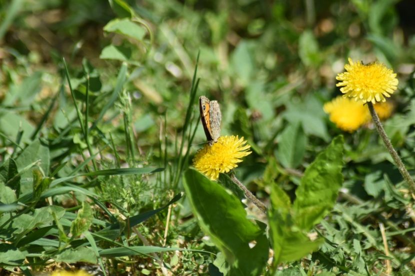  - Fluturi     flori    si alte insecte