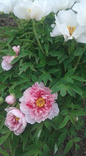  - Un bujor zurliu 2018