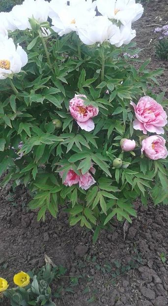  - Un bujor zurliu 2018