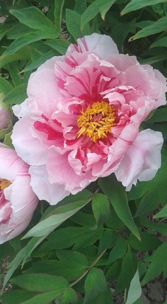 31318294_1561006827345418_3282421643502157824_n (1) - Un bujor zurliu 2018