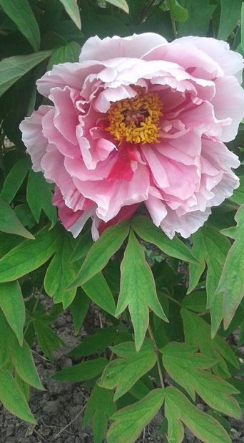 31369303_1561006904012077_3101088347603337216_n (1) - Un bujor zurliu 2018