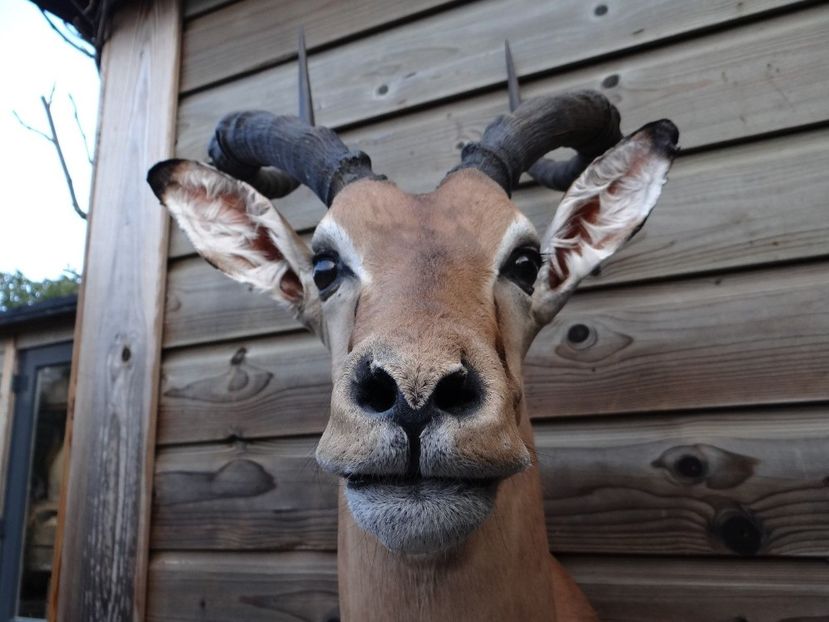 Antilopa springbock_4 - Trofee naturalizate profesional